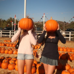 How did pumpkins become so Instagrammable? Their market is booming, thanks in part to a series of initiatives that go far beyond the kitchen