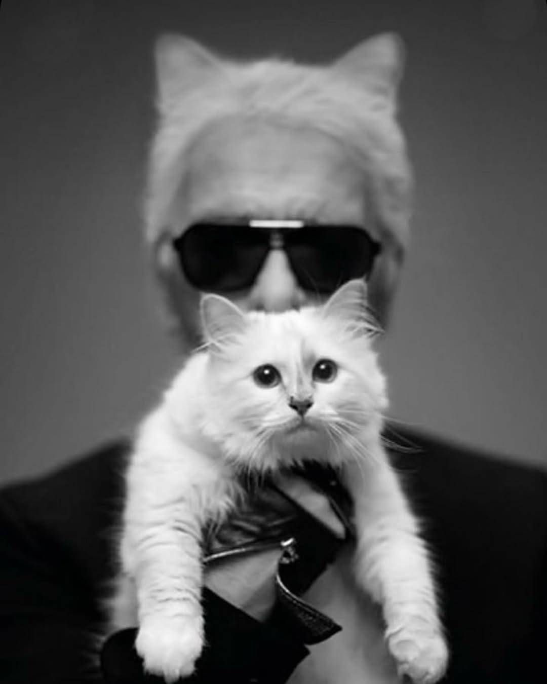 La chatte de Karl Lagerfeld serait-elle sur la paille ?  200 millions sur le papier, pas un centime pour les croquettes