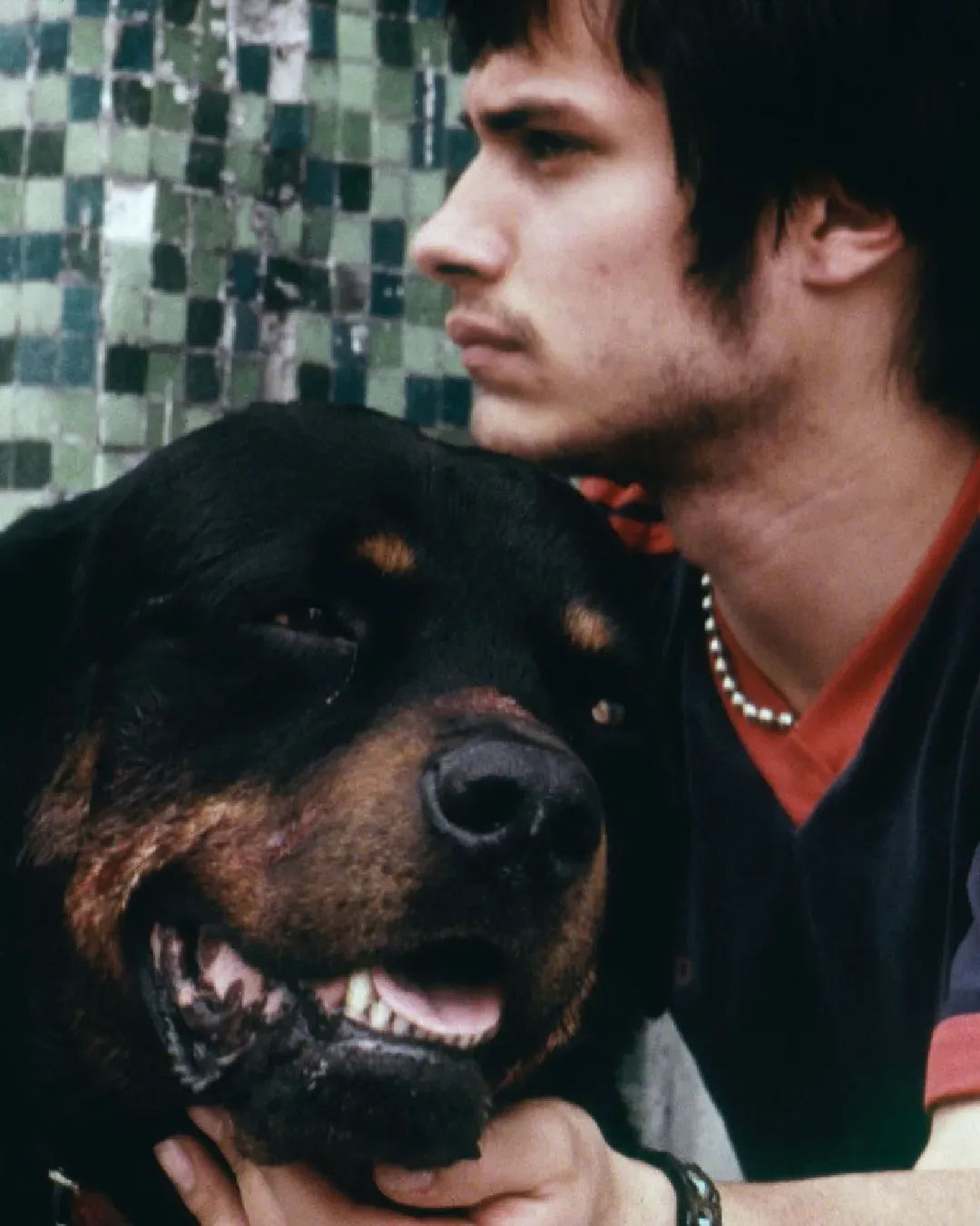 Gael García Bernal Remembers the Premiere of Amores Perros Very Well A clear and moving account from the actor and director marking the film's arrival on Mubi Italia
