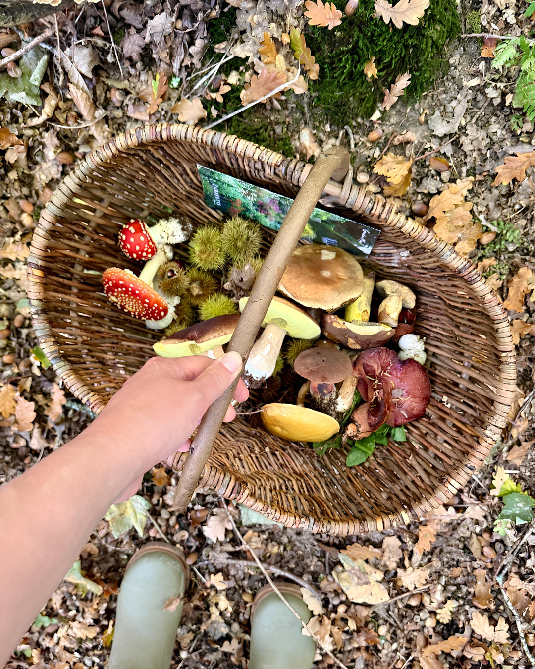 Perché la Gen Z ha iniziato a raccogliere erbe nei parchi?  Il foraging spopola sui social e trasforma la raccolta selvatica in un'occasione di conoscenza e spesa a costo zero