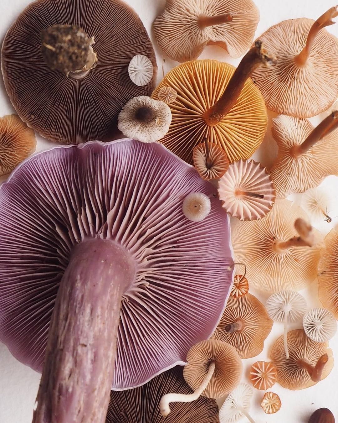 La micoterapia è il nuovo rituale wellness Ma attenzione, non tutto quello che viene dal bosco è miracoloso
