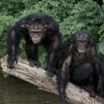 20th Century Fox and Motherboard present Island Of the Apes Apes revolution